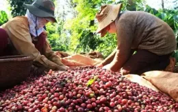 Dự báo giá cà phê neo ở mức cao còn kéo dài