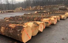 Mỹ điều tra thuế quan với gỗ nhập khẩu