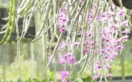 Khoe sắc hoa ở thủ phủ lan rừng