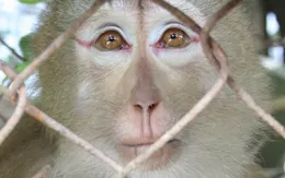 Liên tiếp nhiều án phạt nghiêm khắc cho tội phạm về động vật hoang dã