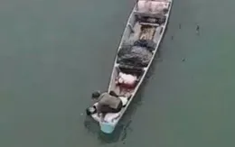 Quảng Trị: Kịp thời cứu sống một phụ nữ nhảy cầu trong ngày 8/3