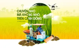 Chuyện nhỏ mà không nhỏ trên cánh đồng