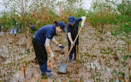 Trồng rừng ngập mặn tại Thái Bình, góp phần vì một Việt Nam xanh