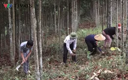 Lai Châu: Người Cống đất Nậm Chà đưa cây ‘vàng xanh’ phủ xanh đồi trọc