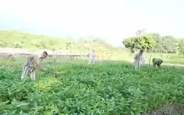 Tổ chức tha người được đặc xá vào ngày 1/5