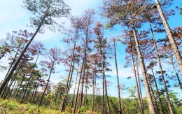Truy tìm thủ phạm đầu độc hơn 170 cây thông ở Lâm Đồng