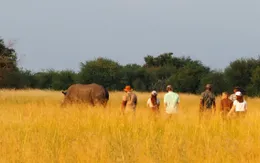 Đi dạo cùng tê giác: Xu hướng du lịch mới ở Zimbabwe