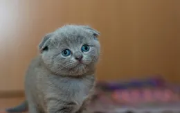 Trong tương lai, mèo sẽ biến đổi như thế nào?