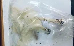 Nghi ngộ độc sau khi ăn canh nấm hái trong rừng