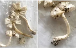 Cảnh báo: Suy gan, thận do ngộ độc nấm