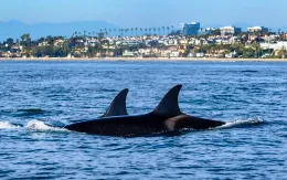 Chính quyền Tổng thống Trump sa thải hàng ngàn nhà khoa học hải dương