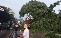 Cây si cổ thụ bật gốc trong mưa lớn ở Lâm Đồng, đè trúng ô tô tải