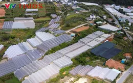 Nhà kính ở Lâm Đồng: Giải pháp nào cho nông nghiệp bền vững?