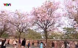 Vẻ đẹp Hà Nội trong tiết giao mùa