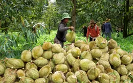 Để ngành hàng sầu riêng phát triển bền vững