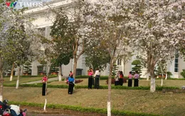 Rợp trời mùa hoa ban Tây Bắc