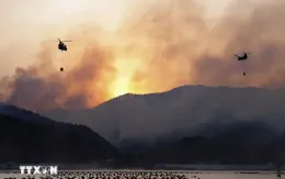 Cháy rừng diễn biến nghiêm trọng tại Nhật Bản, gần 2.800 người phải sơ tán khẩn cấp