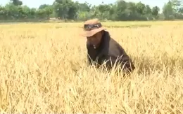 Lúa chết khô do nắng hạn, nông dân phải cắt cho bò ăn