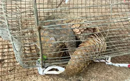 Lâm Đồng: Người dân giao nộp Tê tê Java quý hiếm bò vào nhà