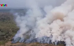 Chủ động đốt cỏ phòng cháy rừng