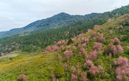 Đà Lạt chìm đắm trong sắc hồng mai anh đào