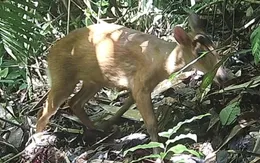 Bẫy ảnh phát hiện nhiều động vật quý hiếm tại Khu Bảo tồn Pù Hu, Thanh Hóa