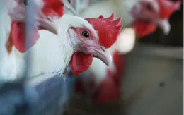 Các cơ sở y tế chủ động phòng chống dịch bệnh cúm gia cầm lây sang người