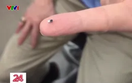 Đột phá máy tạo nhịp tim nhỏ hơn hạt gạo