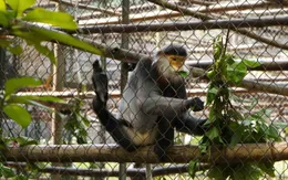 Kể chuyện “về nhà” của động vật hoang dã