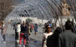 Hàn Quốc: Phạt nặng người cho bồ câu ăn ở nơi công cộng