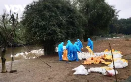 Xuất hiện trở lại dịch cúm gia cầm