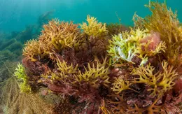 Loại thực phẩm với quy mô thị trường lên tới hàng tỷ USD có bị thổi phồng về giá trị dinh dưỡng?