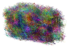 Bản đồ não chuột 3D siêu chi tiết mở ra hướng nghiên cứu mới về bệnh Alzheimer