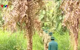 Bảo vệ "Lá phổi xanh" của miền Tây trong mùa khô hạn