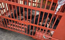 Thêm nhiều địa phương chuyển giao gấu nuôi nhốt về các vườn quốc gia