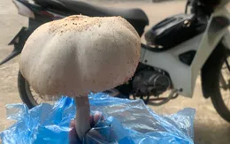 Cảnh báo nguy cơ ngộ độc nấm: Dấu hiệu nhận diện nấm độc