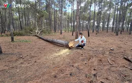 Cận cảnh hiện trường cây thông trong dự án sân golf Đak Đoa bị đốn hạ