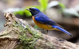 Cúc Phương - Bí ẩn và vẻ đẹp hoang dã của rừng xanh