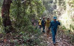 Đắk Nông tăng quản lý, bảo vệ rừng trong thời gian sắp xếp các đơn vị hành chính