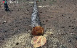 Rừng thông tại dự án sân golf Đắk Đoa đứng trước nguy cơ bị xóa sổ