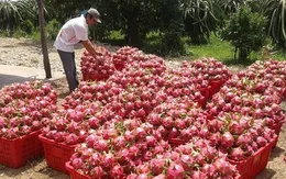 Đẩy mạnh động lực truyền thống, thúc đẩy tăng trưởng kinh tế