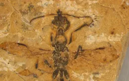 Hóa thạch 'phi thường' tiết lộ loài kiến 'địa ngục' cổ nhất hành tinh