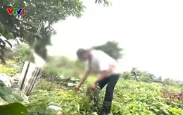 Công viên ở Hà Nội bị bỏ hoang, xuống cấp, biến thành vườn rau, nuôi gà