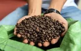 Giá cà phê đang ở ngưỡng cao nhất trong lịch sử cà phê thế giới
