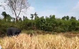 Nắng nóng kéo dài, nông dân "bó tay" nhìn lúa, cà phê chết khô