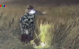 Cắt lúa lúc nửa đêm, chặt mía từ 2 giờ sáng để tránh nắng