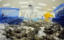 Ngành tôm tìm cách giảm phụ thuộc vào thị trường Mỹ