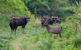Một nhân viên bảo vệ rừng bị bò tót húc tử vong