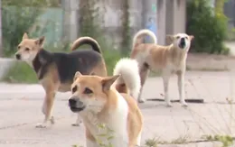 Cảnh báo mối nguy từ bệnh dại: Tỷ lệ tử vong gần 100%, nhiều nơi vẫn chủ quan