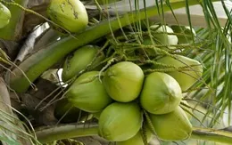 Giá dừa tươi tăng mức cao kỷ lục